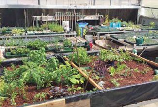 Aquaponics